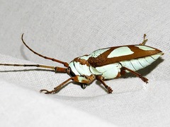 Prosopocera lactator