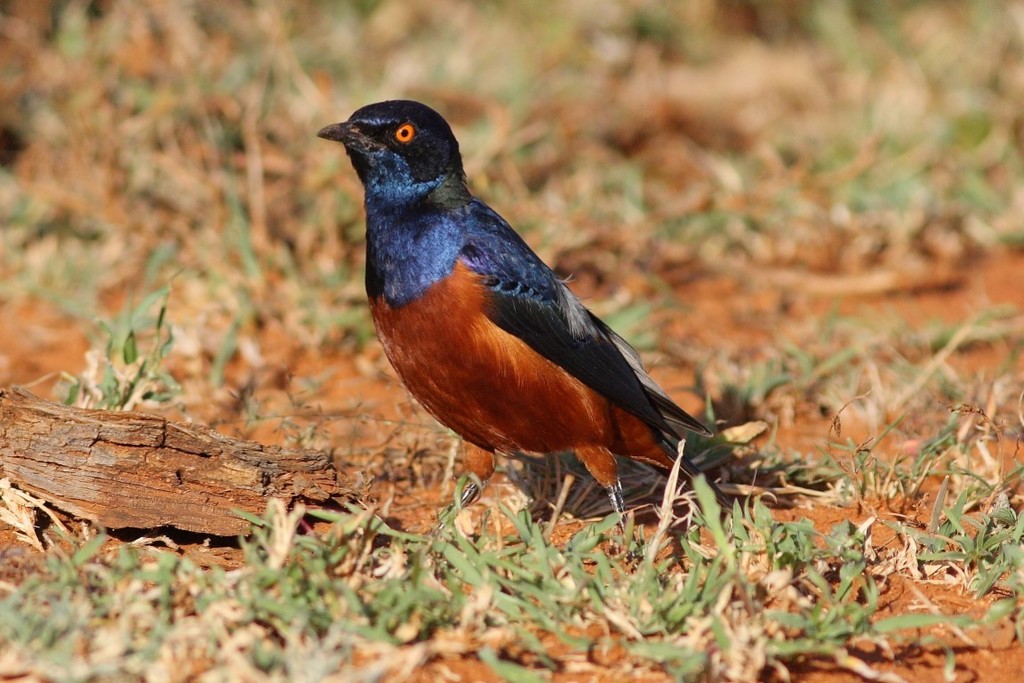 Shelley's Starling