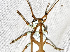 Prosopocera lactator