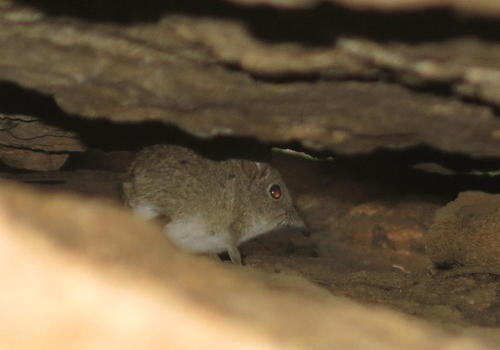 ヒガシイワハネジネズミ