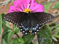 Papilio polyxenes asterius