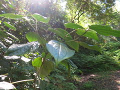 Piper capense capense