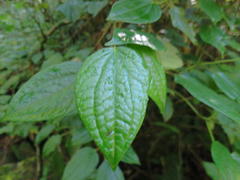 Piper capense capense