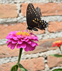 Papilio polyxenes asterius