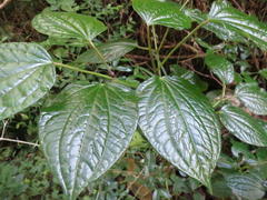 Piper capense capense