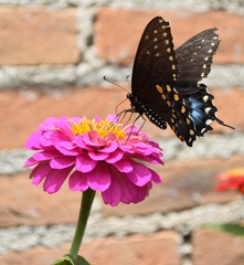 Papilio polyxenes asterius