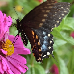 Papilio polyxenes asterius