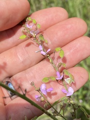 Desmodium sessilifolium