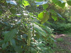 Piper capense capense