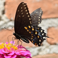 Papilio polyxenes asterius