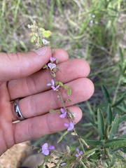 Desmodium sessilifolium