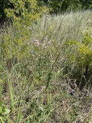 Desmodium sessilifolium