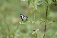 Castalius rosimon