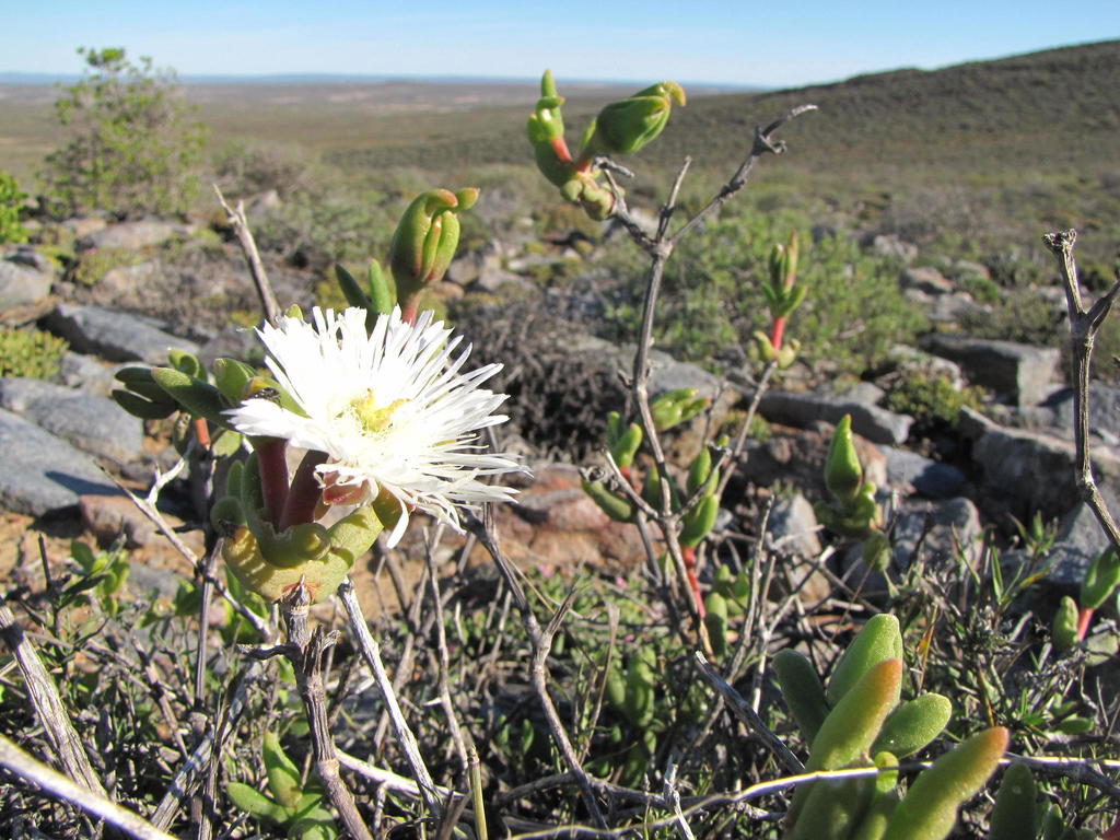 Jacobsenia kolbei (L.Bolus) L.Bolus & Schwantes