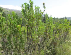 Protea lanceolata