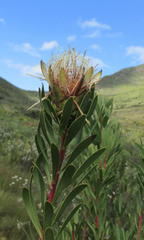 Protea lanceolata