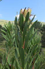 Protea lanceolata