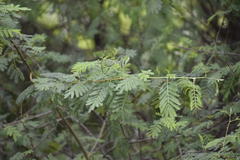 Vachellia nilotica