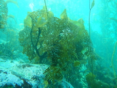 Lessonia searlesiana