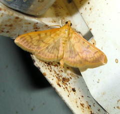Syllepte mysisalis