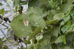 Butea monosperma