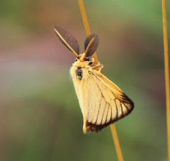 Pseudobazisa perculta