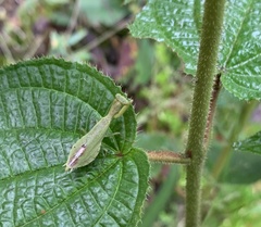 Acontista aurantiaca