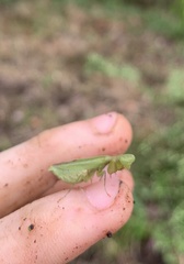 Acontista aurantiaca