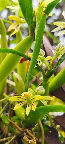 Prosthechea abbreviata, photograph 2