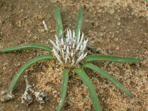 Spider Viooltjie (Lachenalia barkeriana)