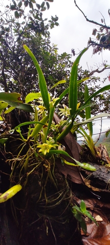 Prosthechea abbreviata, photograph 3