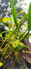 Prosthechea abbreviata
