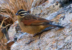 Emberiza capensis reidi
