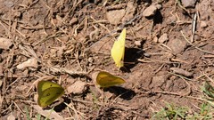 Colias philodice eriphyle