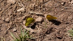 Colias philodice eriphyle