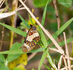 Acraea cabira