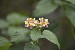 Lantana camara