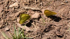 Colias philodice eriphyle