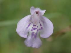 Hedeoma hyssopifolia