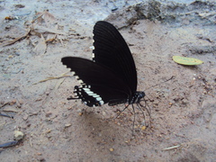 Papilio polytes