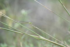 Ceriagrion coromandelianum