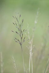 Poaceae