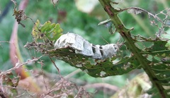 Melanchra persicariae