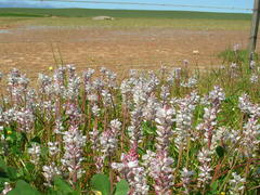 Lachenalia bachmannii