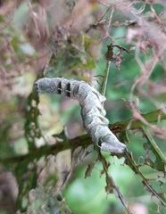 Melanchra persicariae