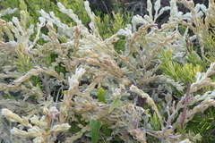 Thymelaea velutina