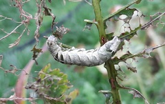 Melanchra persicariae