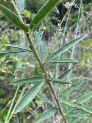 Desmodium sessilifolium