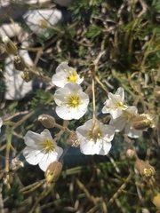 Cherleria capillacea