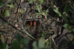 Coleoptera